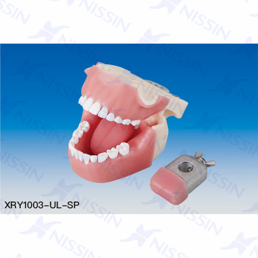 口腔X線攝片訓(xùn)練模型（兒童）